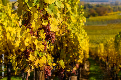 Wine grape - harvest season in the vineyard