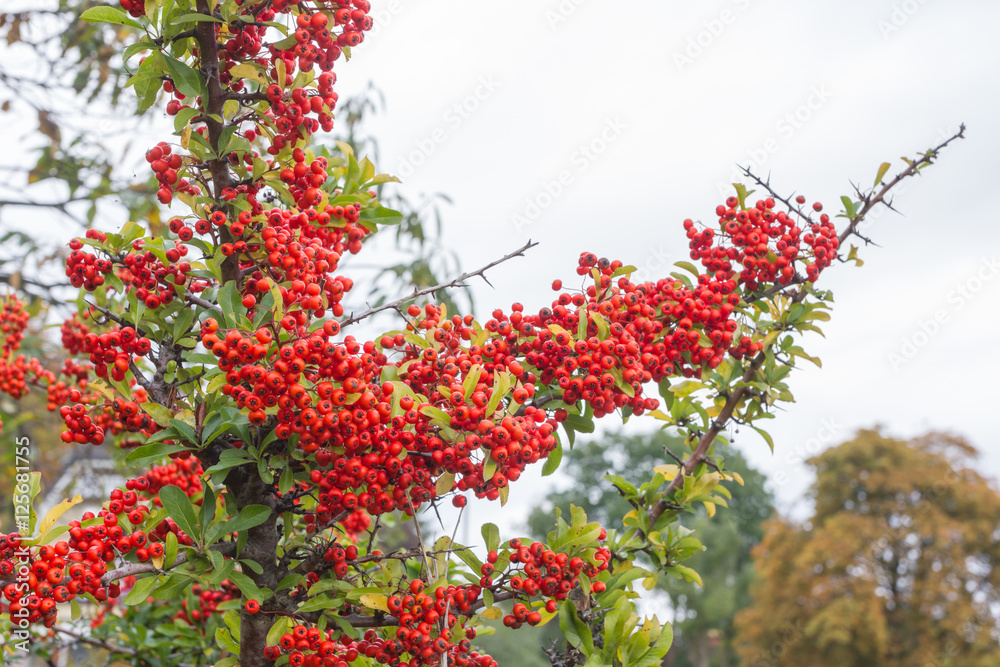 Früchte der Eberesche im Herbst Früchte der Eberesche im Herbst