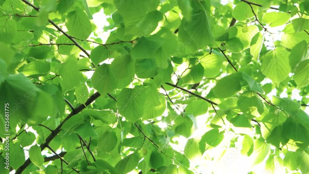Wind blowing vibrant leaves Wind blowing vibrant leaves