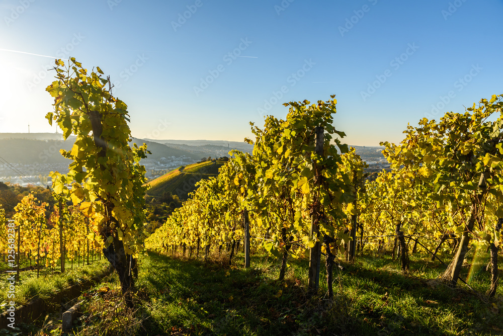 Vineyards at Stuttgart - beautiful wine region in the south of Germany