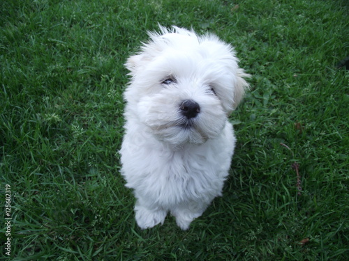 Malteser Hund auf dem Rasen photo