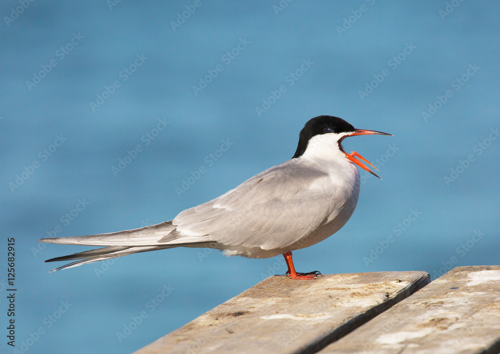 Fototapeta premium Common tern