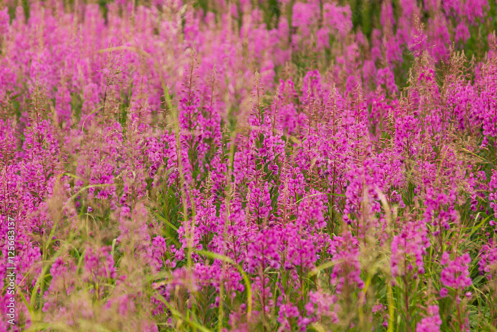 Meadow with blooming fireweed, blur. Floral background. Meadow with blooming fireweed, blur. Floral background.
