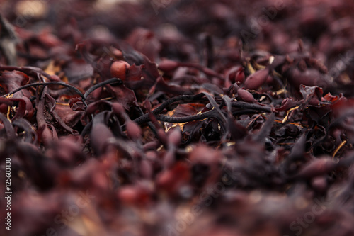 Surface of red seaweed closeup. Alga background. photo
