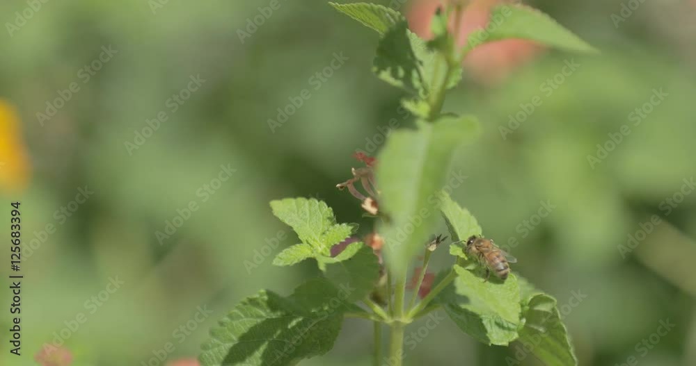 A honeybee sits on a flowering plant during the day. A honeybee sits on a flowering plant during the day.