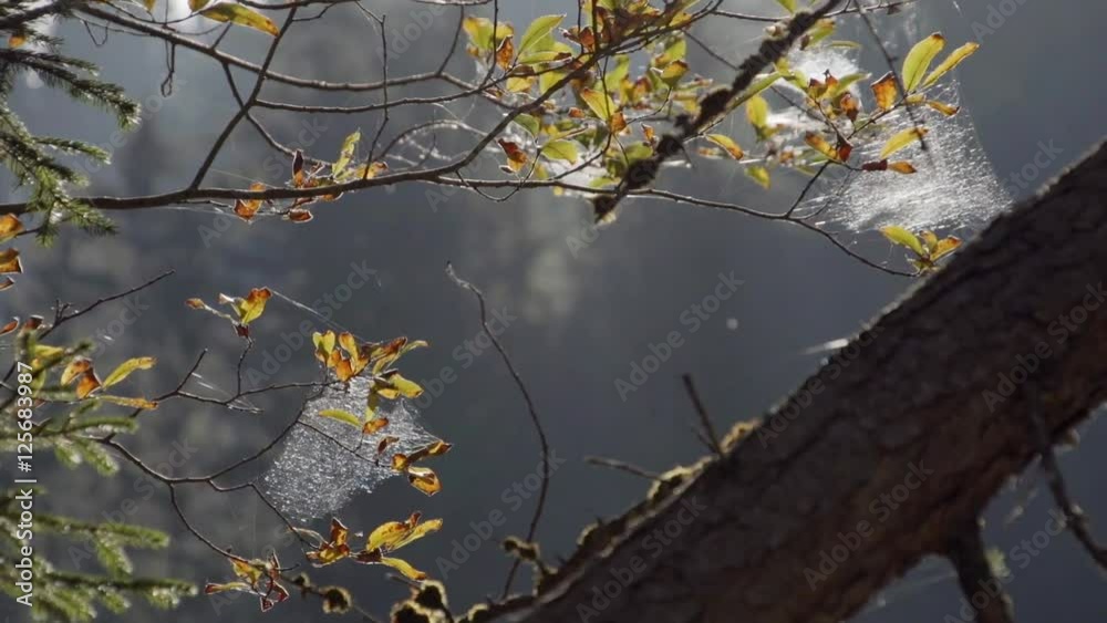 Spinnennete flattern im Herbstwind