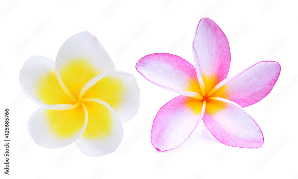 white and pink frangipani flower isolated on white