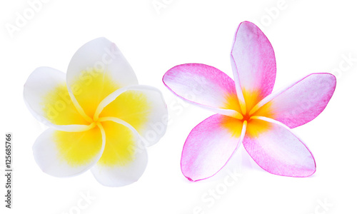white and pink frangipani flower isolated on white