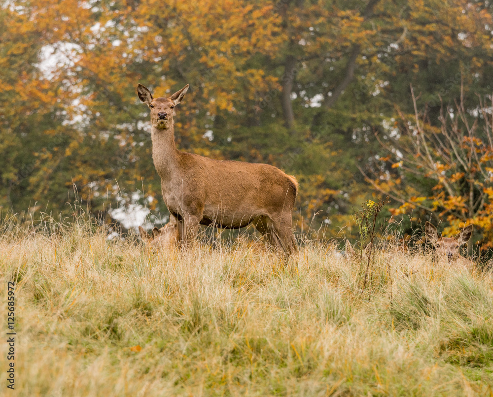 Fototapeta premium Red deer does during the rutting season at Tatton Park, Knutsford, Cheshire, UK