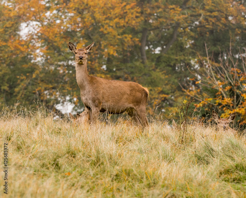 Fototapeta Naklejka Na Ścianę i Meble -  Red deer does during the rutting season at Tatton Park, Knutsford, Cheshire, UK