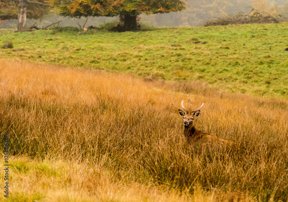 Naklejka premium Red deer stag withg large antlers during the rutting season at Tatton Park, Knutsford, Cheshire, UK
