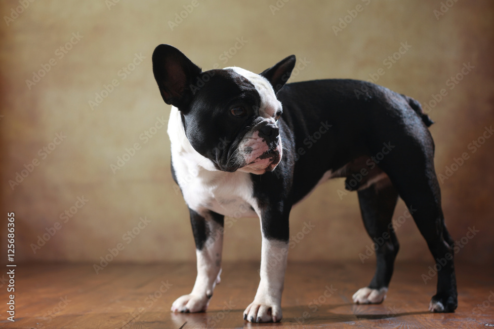 Französische Bulldogge im Studio stehend