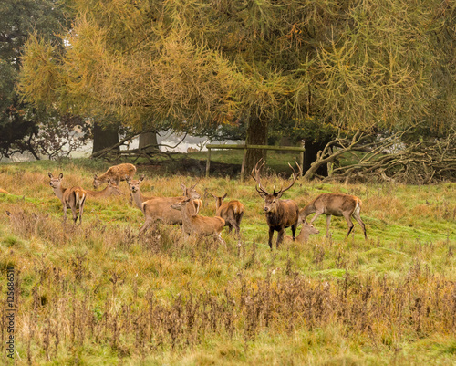 Fototapeta Naklejka Na Ścianę i Meble -  Group of Red deer stag and his hareem, of does during the rutting season at Tatton Park, Knutsford, Cheshire, UK