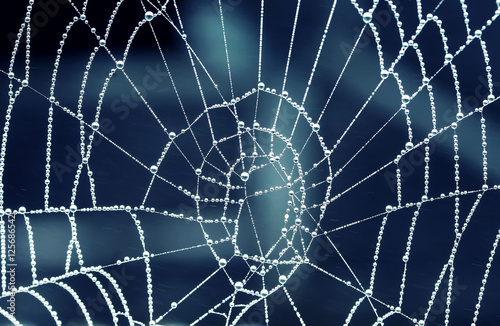 shiny drops of dew covered spider web tracery early in the morning