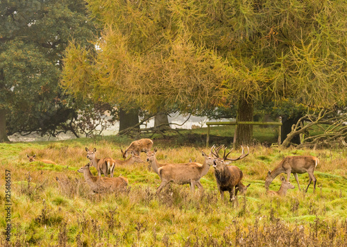 Group of Red deer stag and his hareem, of does during the rutting season at Tatton Park, Knutsford, Cheshire, UK