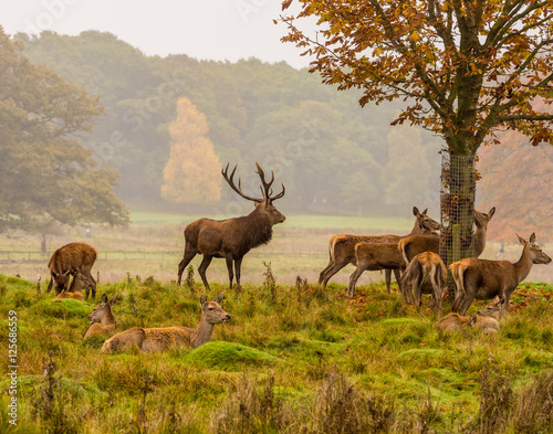 Red deer stag withg large antlers during the rutting season at Tatton Park  Knutsford  Cheshire  UK