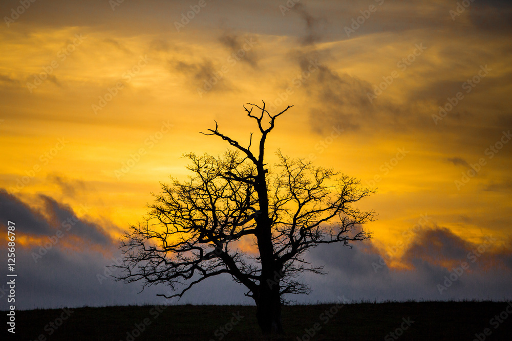 Lonely tree Lonely tree