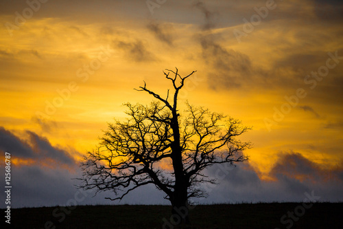 Lonely tree