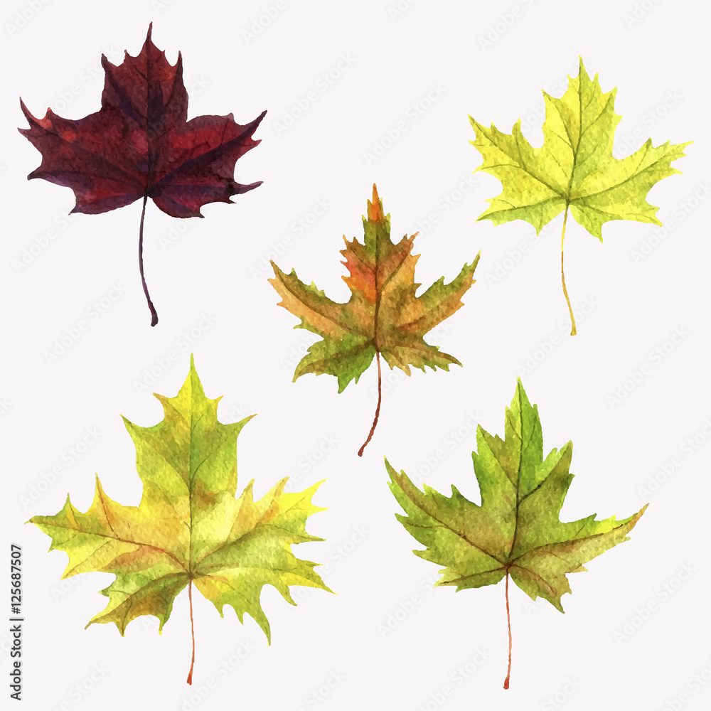 vector set of autumn leaves vector set of autumn leaves