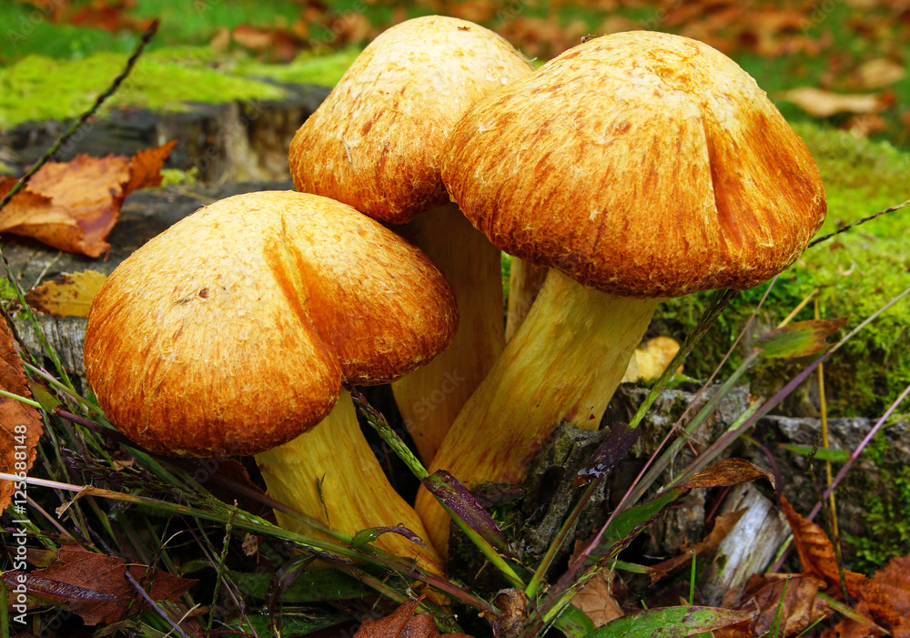 champignons sur souche