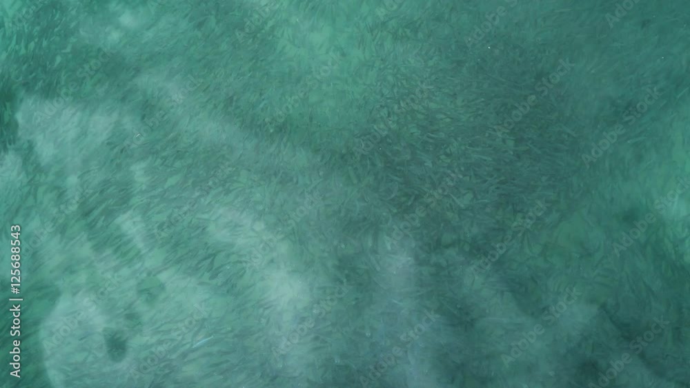 Top view of shoal of fish swirling in a turquoise blue sea Top view of shoal of fish swirling in a turquoise blue sea