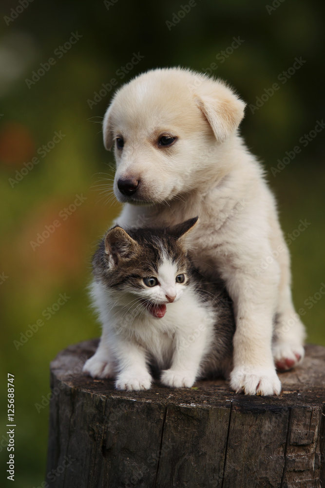 cute puppy and kitten on the grass outdoor;