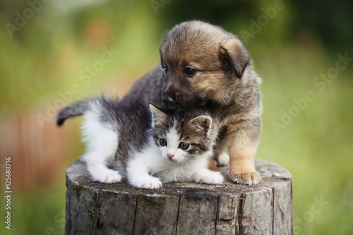 cute puppy and kitten on the grass outdoor;