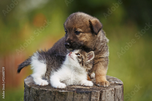 Fototapeta Naklejka Na Ścianę i Meble -  cute puppy and kitten on the grass outdoor;