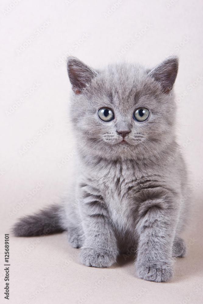 Gray kitten British cat