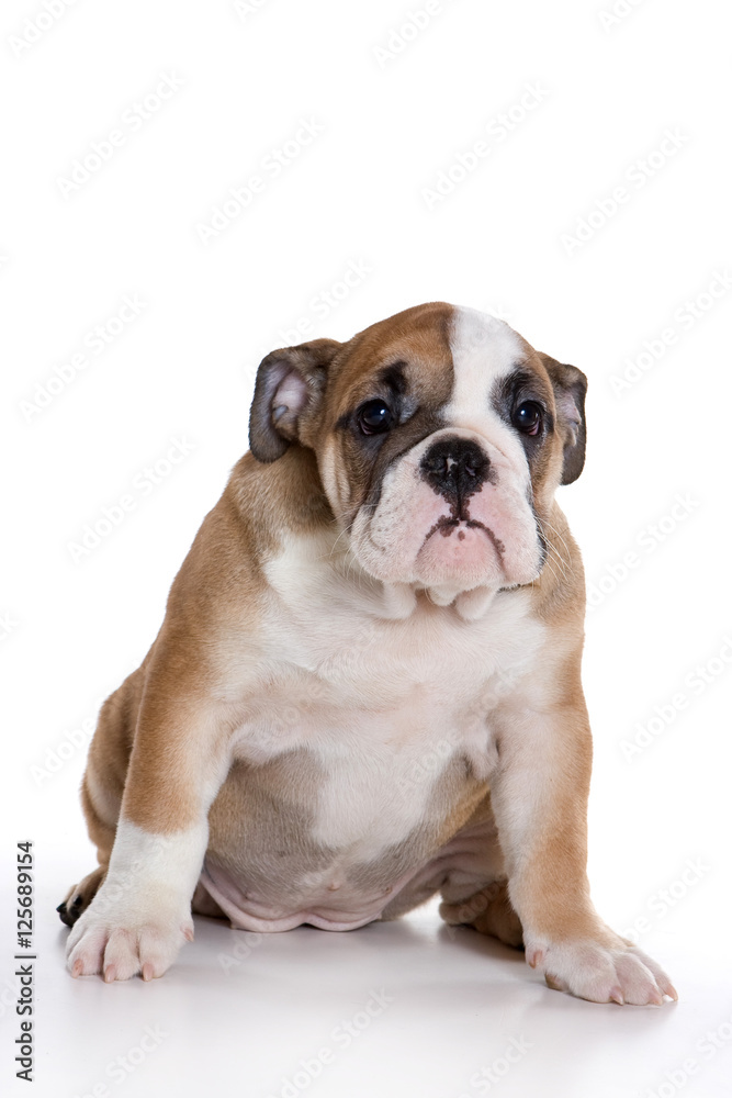 Funny bulldog puppy (isolated on white)
