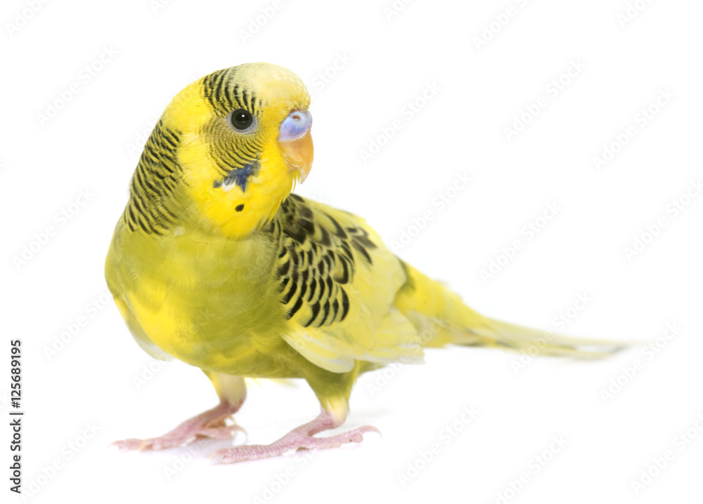 Fototapeta premium young colorful budgerigar