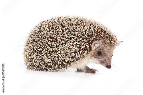 Obraz na plátne Eared hedgehog (isolated on white)