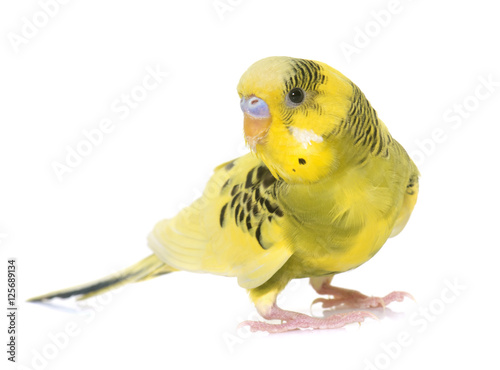 Фотография young colorful budgerigar