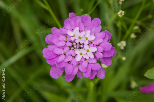 Flower Iberis umbellate