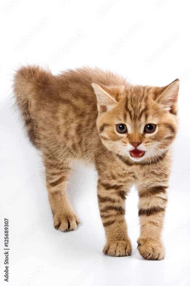 Obraz premium Funny kitten British cat (isolated on white)