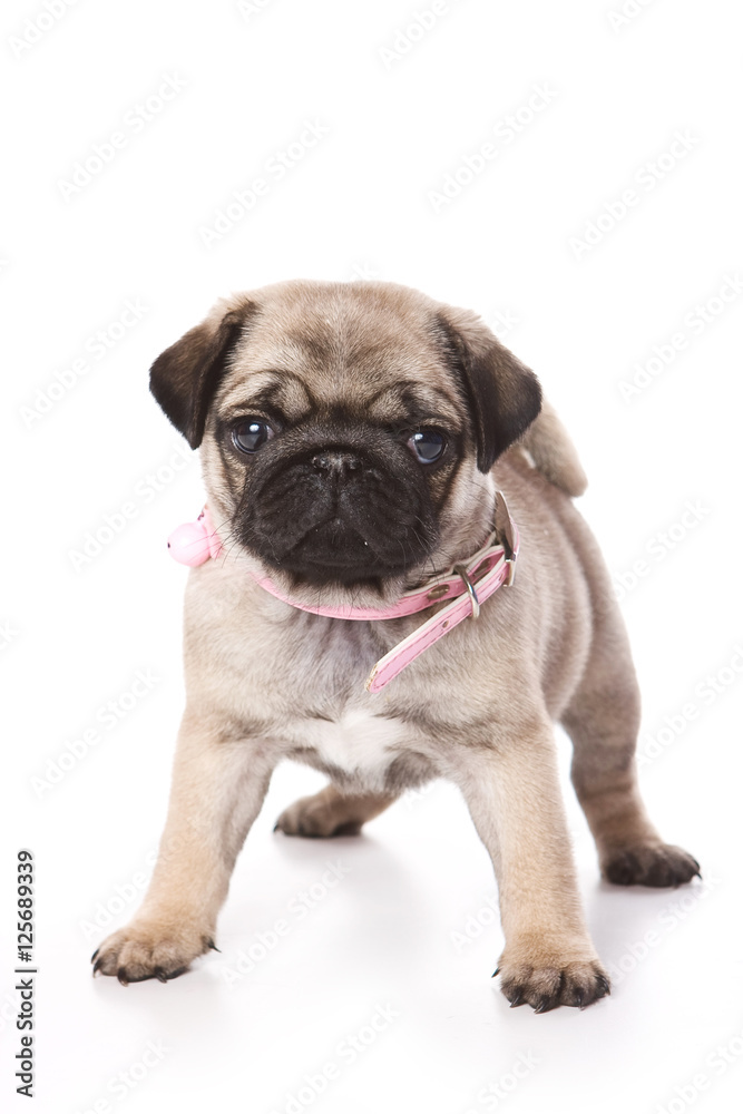 Obraz premium Puppy pug (isolated on white)