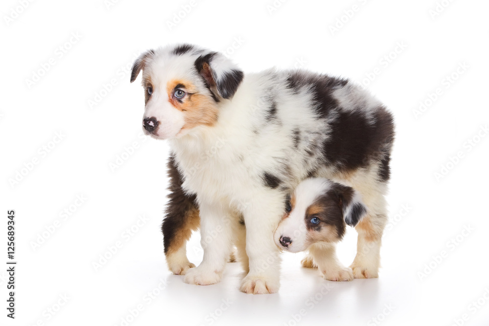 Two Australian Shepherd puppy (isolated on white) Two Australian Shepherd puppy (isolated on white)