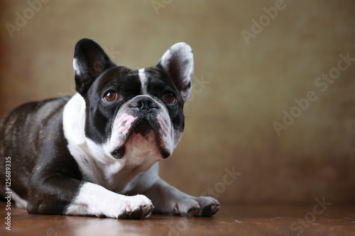 Französische Bulldogge im Studio liegend © Jana Behr