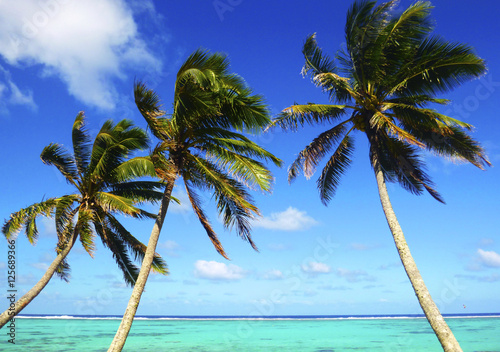 Fototapeta Naklejka Na Ścianę i Meble -   Sea with palm trees over tropical water at Muri lagoon, Rarotonga, Cook Islands.