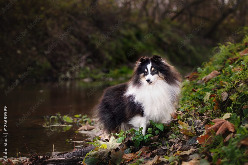 Obraz premium beautiful sheltie dog posing outdoors