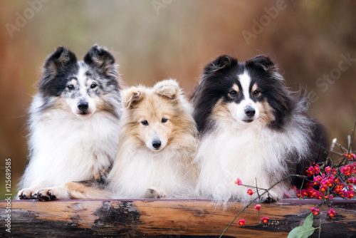 Photography three sheltie dogs posing together outdoors