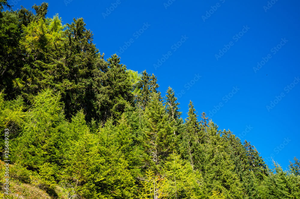 Fototapeta premium Landschaft