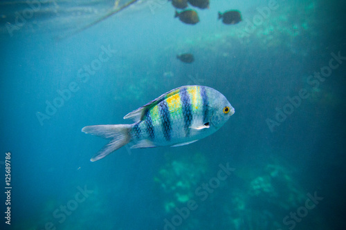 Indo-Pazifischer Feldwebel Fisch Ägypten