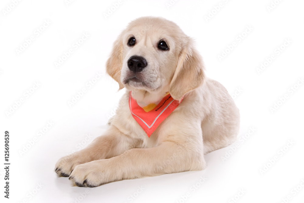 Beige puppy Labrador (isolated on white) Beige puppy Labrador (isolated on white)