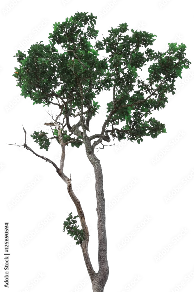 Green tree with beautiful branch isolated on white background with clipping path
