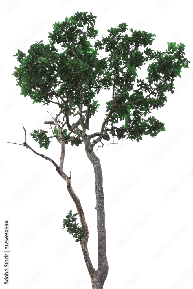 Green tree with beautiful branch isolated on white background with clipping path Green tree with beautiful branch isolated on white background with clipping path