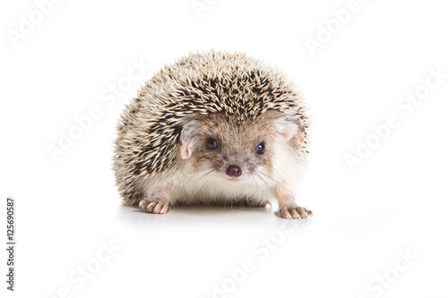 Eared hedgehog (isolated on white)