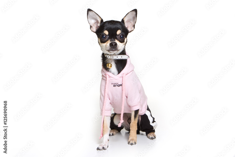 Toy terrier dog in a pink sweater (isolated on white)