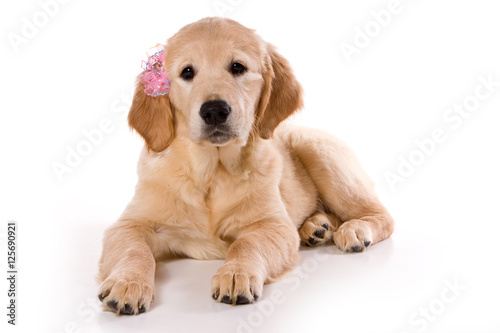 Beige puppy Labrador (isolated on white)