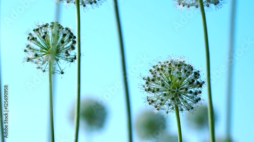 Beautiful White Allium circular globe shaped flowers blow in the wind photo